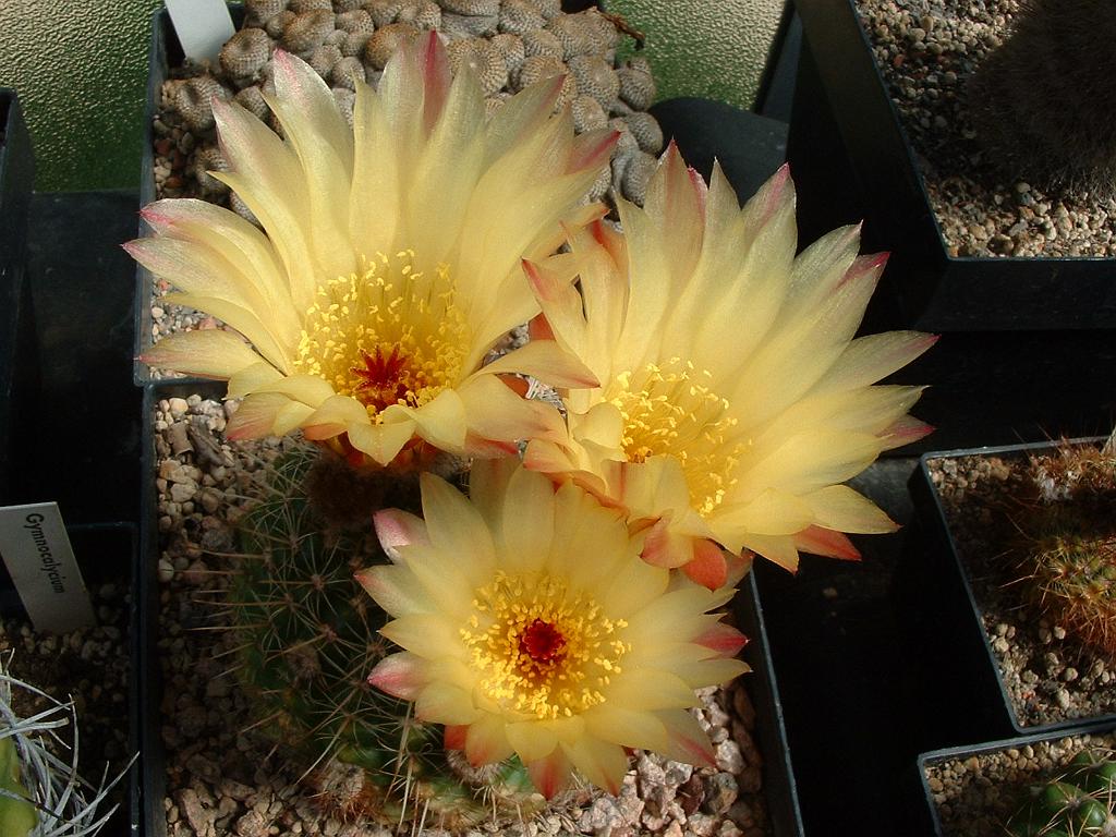 Notocactus ottonis4.JPG